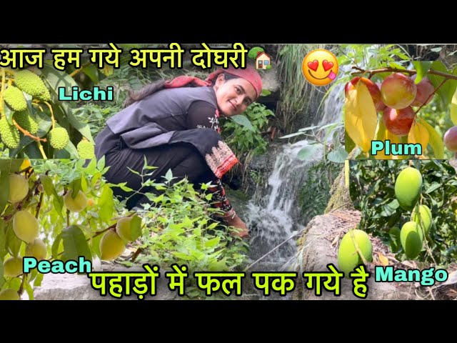 पहाड़ों में फल पक के तैयार हो गये 🍑🥭|| हमारी दोघरी में ये सब मिलता है || Pahadi lifestyle vlog ||GFN