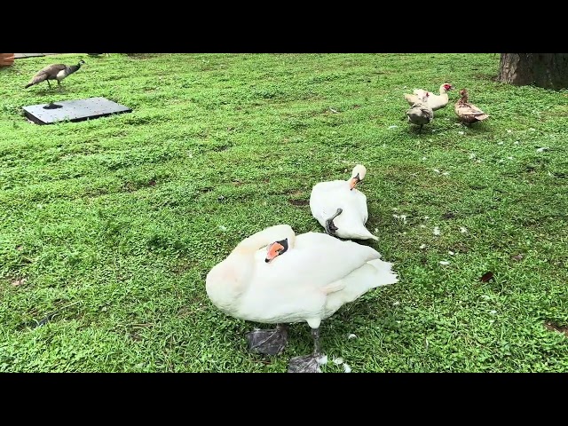 6 May Park & Bird Zoo of Batumi, Georgia