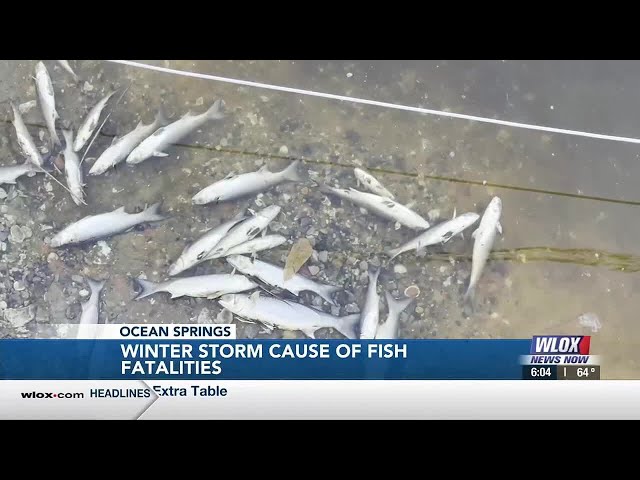 Thousands of dead fish floating in Jackson County bayous a result of unprecedented winter storm