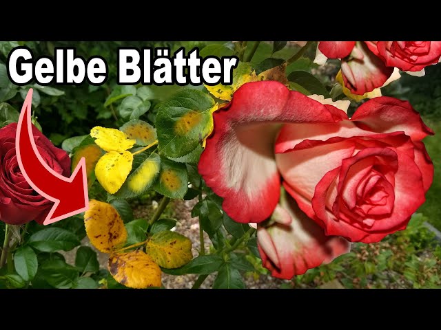 Warum deine Rosen gelbe Blätter bekommen und was du dagegen tun kannst!