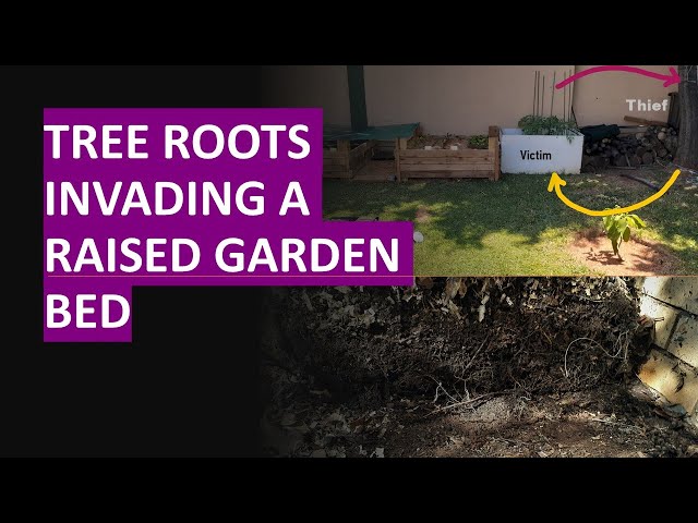 Tree roots invading garden bed - how to stop them