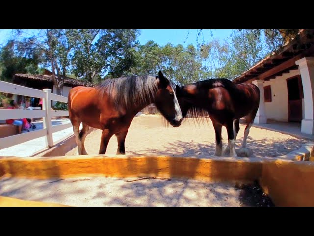 Caballos en realidad virtual | Zoológico de Guadalajara | Episodio #17