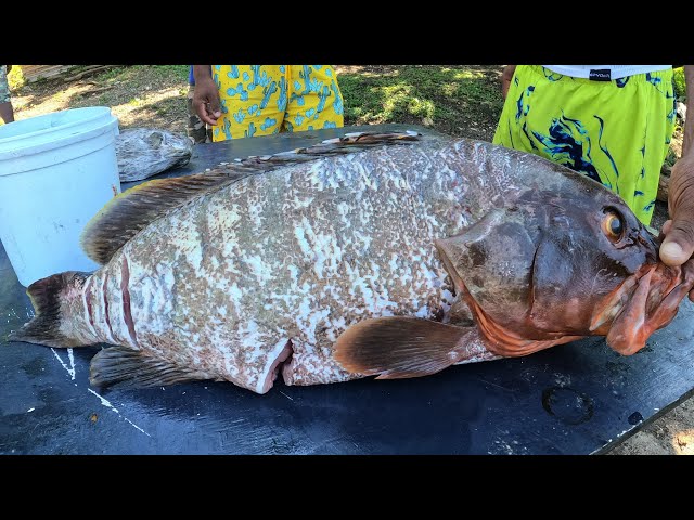 Giant Goliath Grouper Get Caught | While Spearfishing