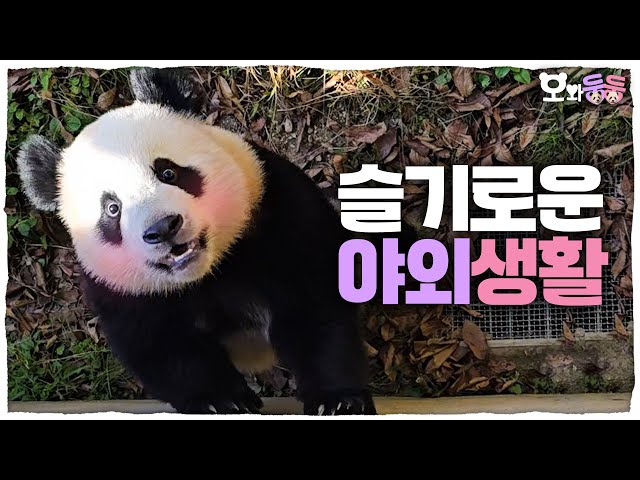 "The panda that's back." Confident Hui's outdoor conquering story and Rui's disciplining her sister!