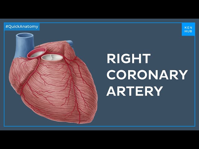 Right coronary artery and its branches - Quick Anatomy | Kenhub