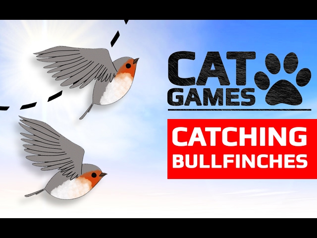 CAT GAMES - 🐦 CATCHING BULLFINCHES (ENTERTAINMENT VIDEOS FOR CATS TO WATCH) 60FPS