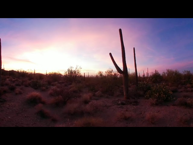 Ethnobotany in Tucson | 360 Sonoran Desert