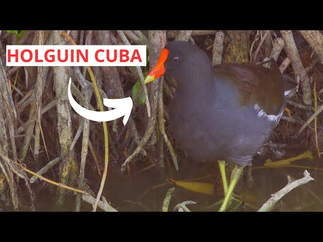 Bird of Cuba - Common Moorhen / Nature Bird Adventure / Serge Tonietto-Giguère