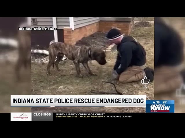 Indiana State Police rescue endangered dog featured in viral Facebook post