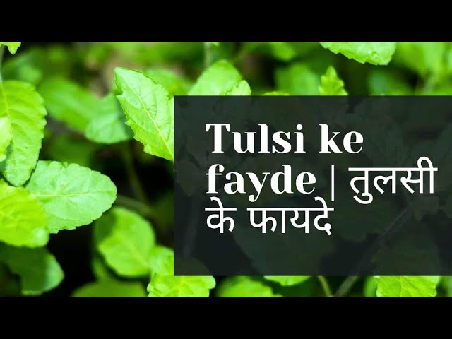 तुलसी के फायदे और नुकसान | Tulsi ke fayde aur nuksan | MK Biology