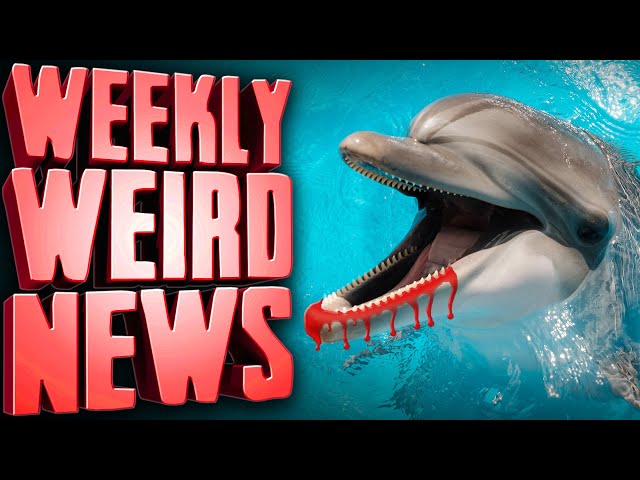 Lonely, Sexually Frustrated Dolphin Terrorizing Japanese Beaches - Weekly Weird News