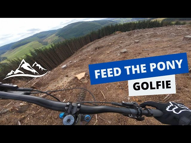 Feed the Pony is back! Golfie, Innerleithen