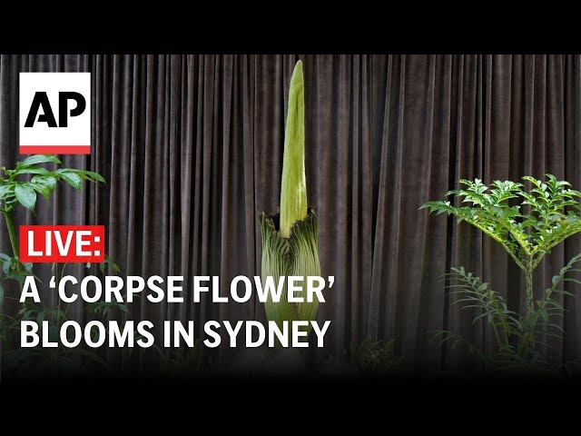 LIVE: A corpse flower blooms in Sydney