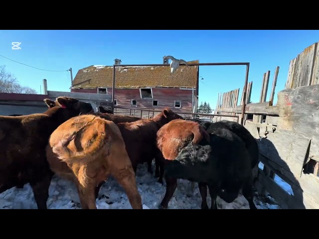 Processing Heifers!#farmlife #farming #farmer #farm #farmers #cows #cattle #vaccinations #ranch