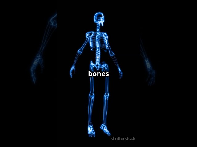 How Bones Actually Grow? 😱🦴 #facts #shorts #bones