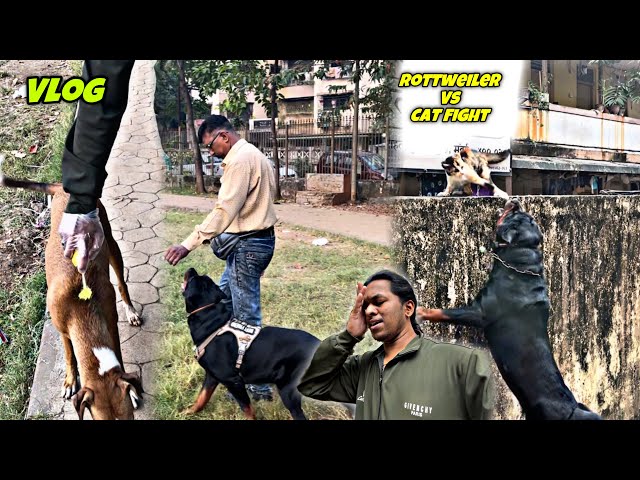 Rottweiler Vs Cat DangerousBigFight | And Street Dog Ko Spray Mara | Papa Ne Liya Training | Day-174