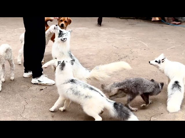 Сегодня все маленькие лисички 🦊 вернулись. Они такие послушные и милые. 🦊🥰❤👍👍👍