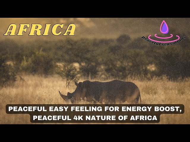 mindfulness meditation sounds, peaceful easy feeling for energy boost, peaceful 4k nature of AFRICA