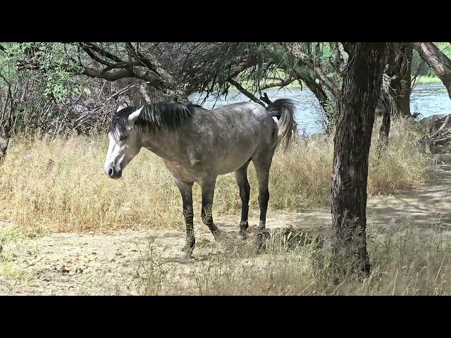 Wild horses at the Salt River. May 5, 2024