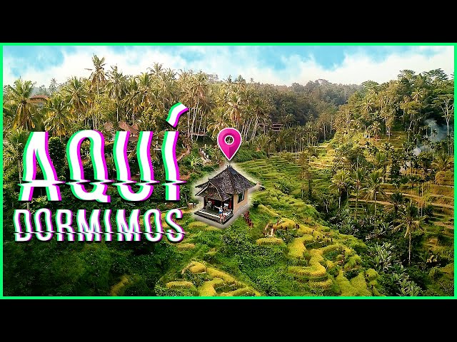 We can't believe the price! We stayed in the BALI rice fields 🌾| Indonesia 🇮🇩