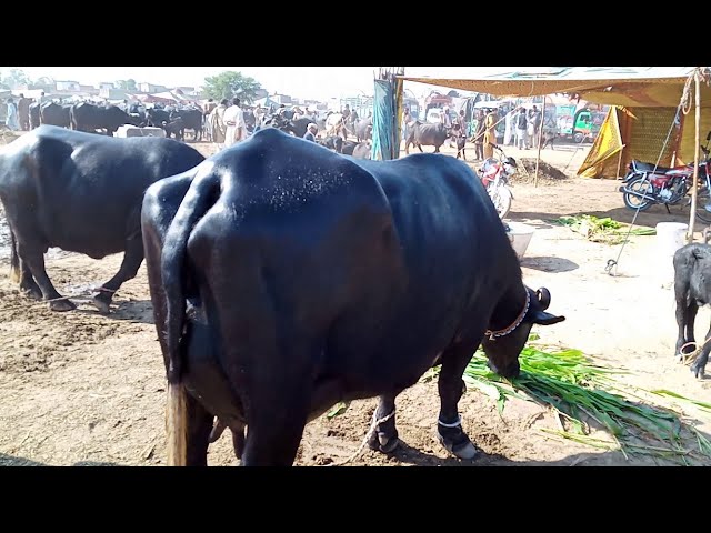 Buffalo  for sale in Gojra Mandi Pakistan,