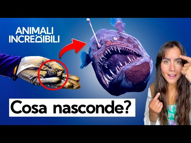 Deep-Sea Monster or Tiny Wonder? The Truth About the Humpback Anglerfish!