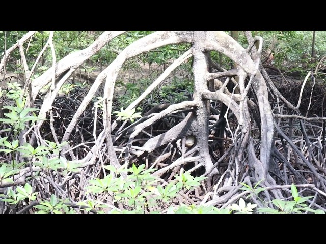 We saw a crocodile in Singapore!