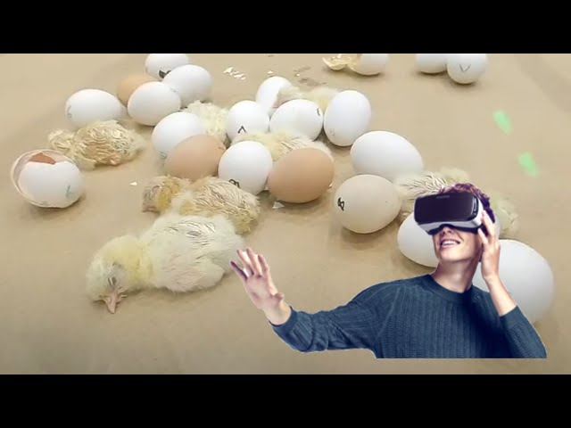 Hatched Chicks Part 2, VR180 3D, Houston Livestock Show 2020 4k