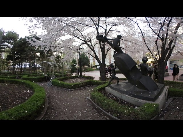 healing 360 VR-Seokchon Lake [힐링 360 VR]-석촌호수, 벗꽃