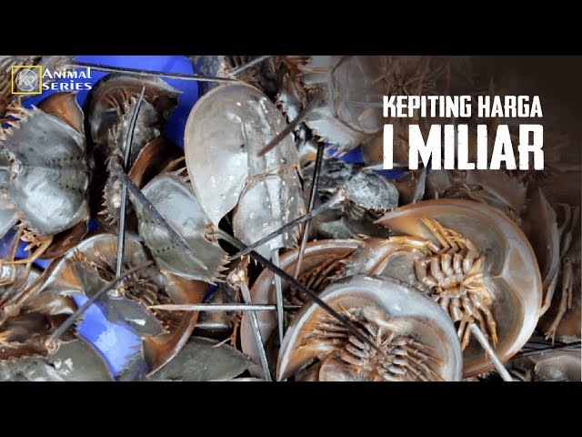 Belangkas | Hewan Berdarah Biru Yang Harganya Mecapai 1 Miliar /Liter Horseshoe Crab