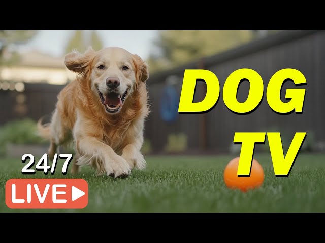 🔴[LIVE] DOG TV🐶Video Entertain to Keep Dogs Funny and Happy While Home Alone💖Relax Music for Dogs