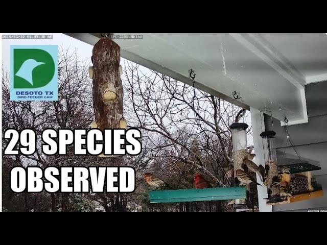 DeSoto Tx Bird Feeder Cam Live Stream