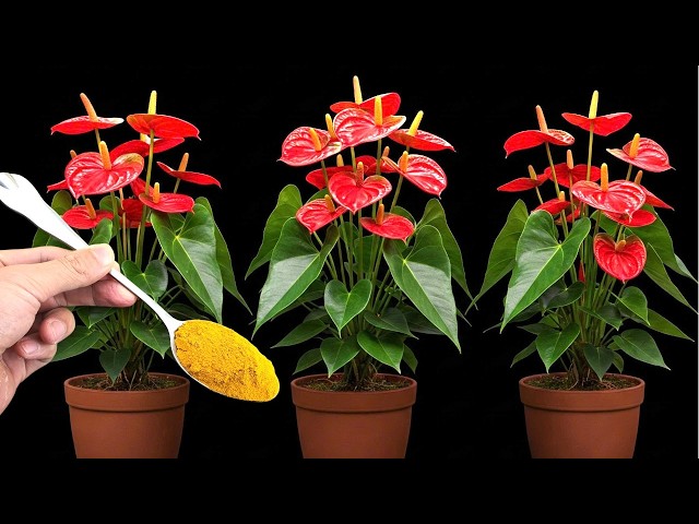 Just Sprinkle 1 Spoon It Causes Anthuriums to Grow Fast and Bloom Out of Control