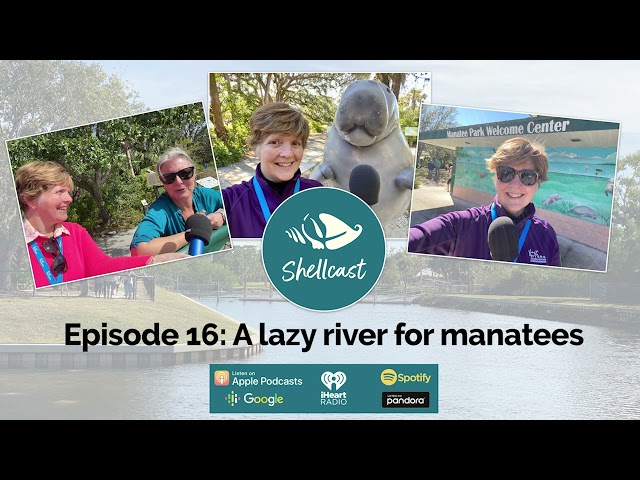 Shellcast Episode 16: A lazy river for manatees