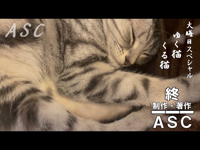 【アメショのサラ】大晦日スペシャル　ゆく猫くる猫　New Year's Eve with cats, mice and sardines