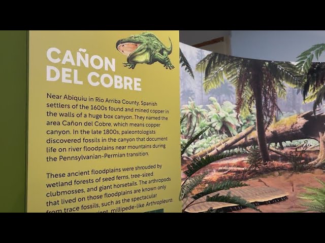 'A 300-million-year journey': Ancient Life exhibit opening at NM Museum of Natural History & Science