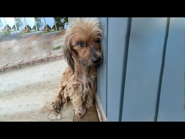 The Weary Little Dog Rested Head Against The Wall After Being Used As A Toy by Village Children