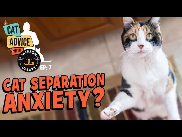 What does Separation Anxiety look like in your cat and how can you help?