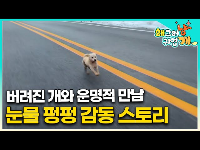 "글쎄 이건 운명이에요" 위험천만한 도로 위에서 운명적인 만남을 한 유기견 더블알과 보호자, 눈물 없이 볼 수 없는 개 감동 스토리 #왜그러냥귀엽개