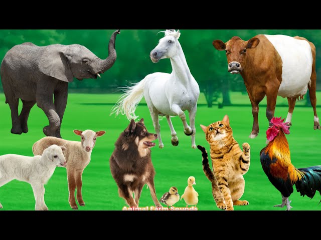 Unique Animal Sounds: Elephant, Horse, Cow, Dog, Cat, Sheep, Duck, Chicken - Animal Videos