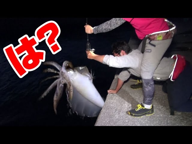 (ENG SUB) Caught HUGE SQUID called "Tanehasima-island Devil"