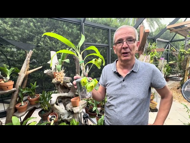 How I care for my Catasetum macrocarpum and Ctsm. Karen Armstrong