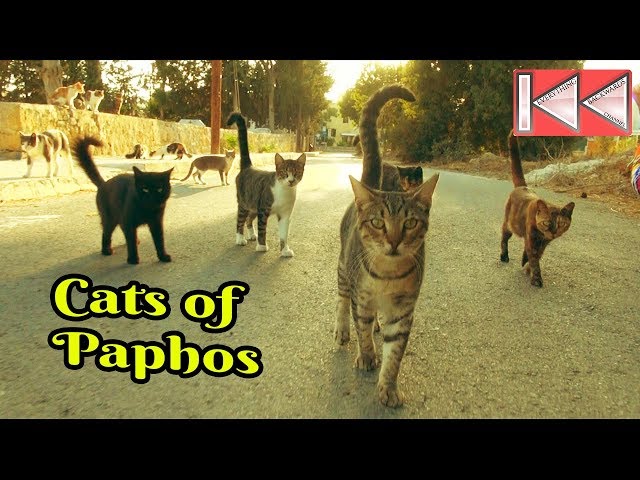 Funny Cats of Paphos, Cyprus. Lots of Cute Cats. Cats Paradise | Смешные коты и кошки. HD 😍