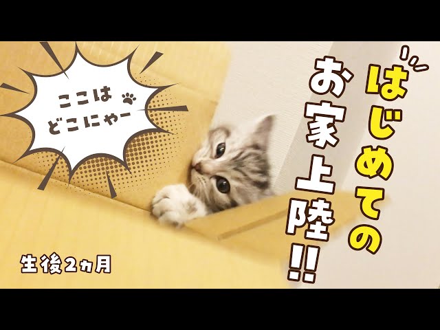 生後2ヶ月のアメショの子猫、はじめてのお家上陸！