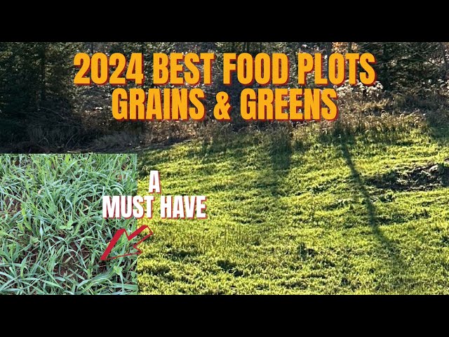 2024 BEST FOOD PLOT PLANTING - GRAINS