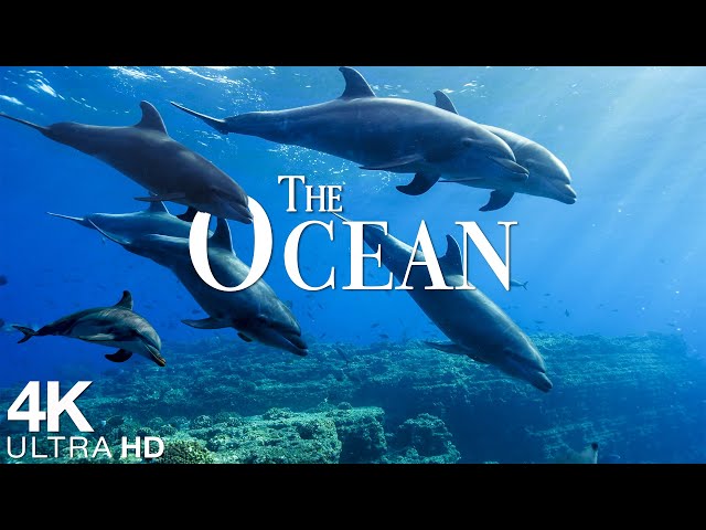 The Ocean 4K - Scenic Sea Wildlife Film With Calming Music - Sea Animals for Relaxation - 4K Video