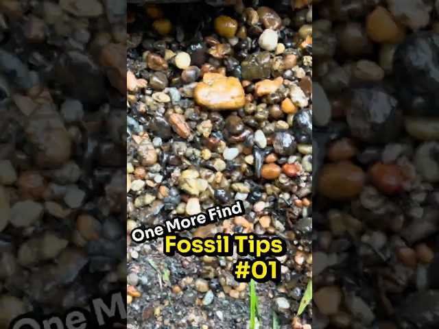 Fossil Hunting Tips and Tricks #01 - Check Spoil Piles #fossiltips #fossils #fossilhunting #howto