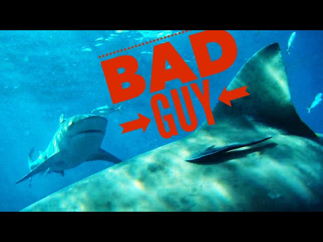 Strongest Man Vs Strongest Shark!!! (Fish Ate Trolling Motor)