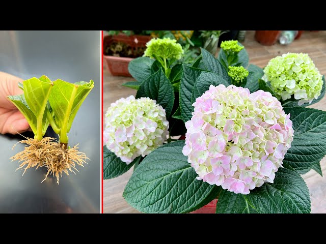 Hydrangea has a "MYSTICAL" beauty. Simple planting SUPER CHEAP