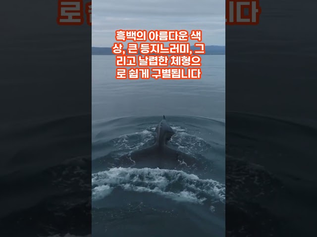 매력 넘치는 바다의 지배자, 범고래